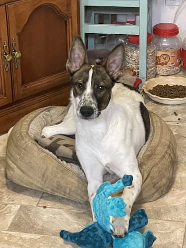 Dog Grooming K9 Cuties Pet Grooming Everett