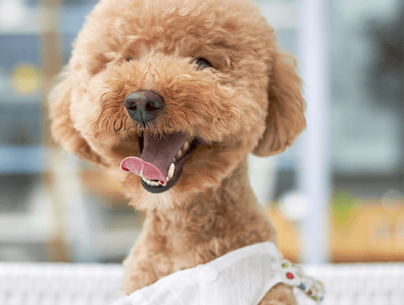Dog Grooming K9 Grooming | Mobile Pet Salon and Spa Services - Los Angeles Los Angeles