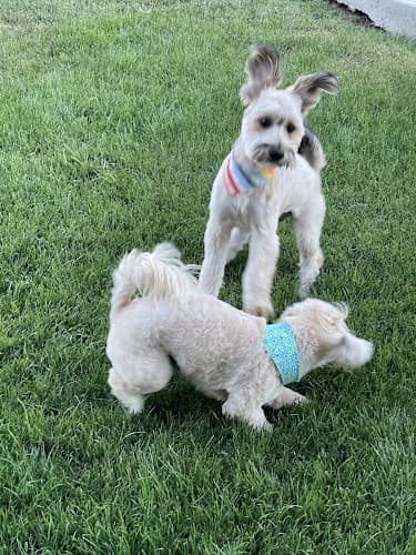 Dog Grooming Kaliv's Pet Grooming Fontana