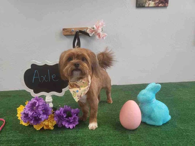 Dog Grooming Katie's grooming Chico