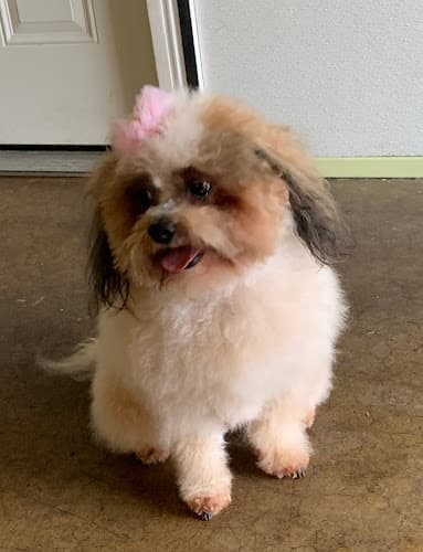 Dog Grooming Kaycee's Pet & Groom Richmond