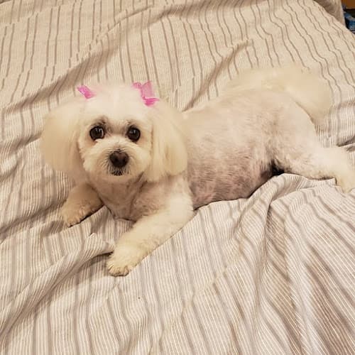 Dog Grooming Kay's Pet Grooming Costa Mesa
