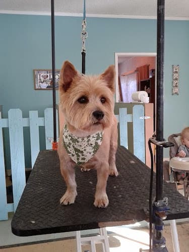 Dog Grooming Kendra's Grooming Yakima