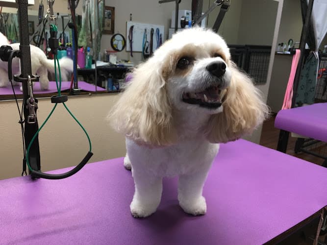 Dog Grooming Kimberly's Dog Grooming Redding