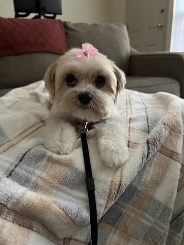 Dog Grooming Kitsap Pet Grooming Kent