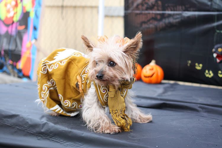 Dog Grooming Kong's Pets & Grooming South Gate