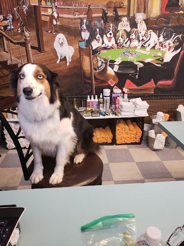 Dog Grooming Kristys Pawsitive K9 Grooming Redding