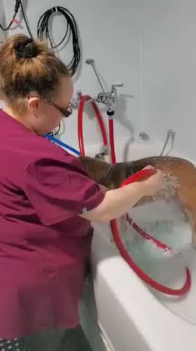 Dog Grooming Krystal's Fur Babies Salon Elk Grove