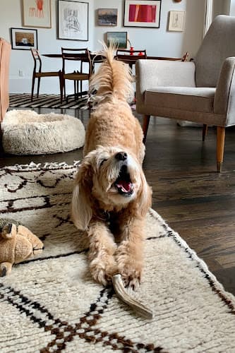 Dog Grooming Kutz For Mutz Dog Grooming Vallejo