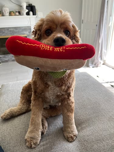 Dog Grooming LA Pets Grooming Pomona