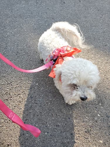 Dog Grooming Lakeside Dog Grooming El Cajon