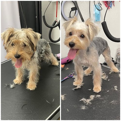 Dog Grooming Lebonejour dog grooming Mission Viejo