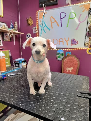 Dog Grooming Lesha's Dog Grooming Yakima