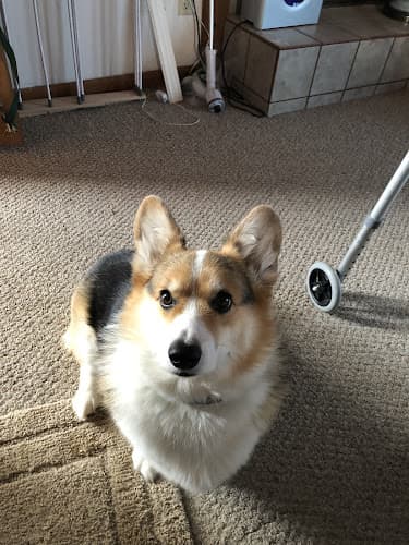 Dog Grooming Lewis and Bark Pet Services LLC Beaverton