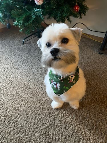 Dog Grooming Lil Bit Of Grooming Spokane Valley