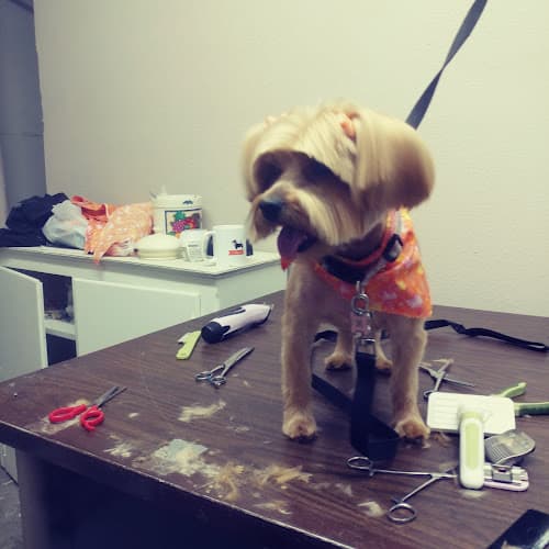 Dog Grooming Lily's dog grooming Visalia