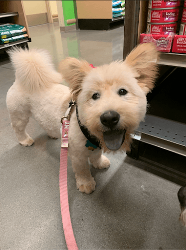 Dog Grooming Lina's Dog Grooming Carson