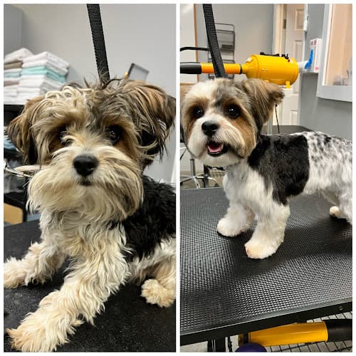 Dog Grooming Little Paws Grooming Indio