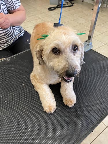 Dog Grooming Liz's Pet Grooming Compton
