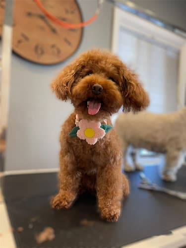 Dog Grooming LNiMo Pet Grooming San Mateo