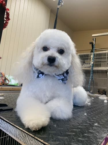 Dog Grooming Loma Linda Pet Grooming Rialto