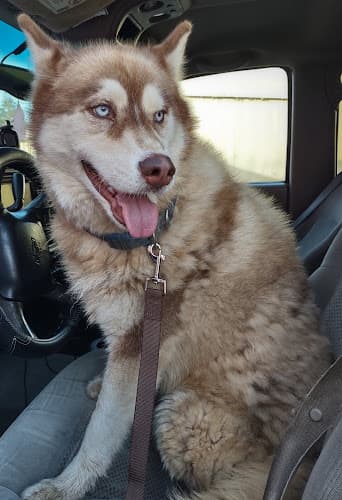 Dog Grooming Lorie's Pet Palace Dog Groom Clovis