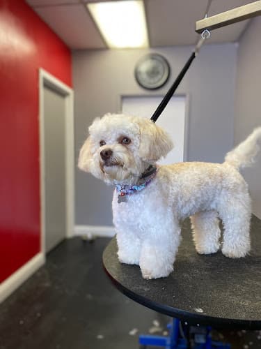 Dog Grooming Los Angeles Pet Grooming Los Angeles