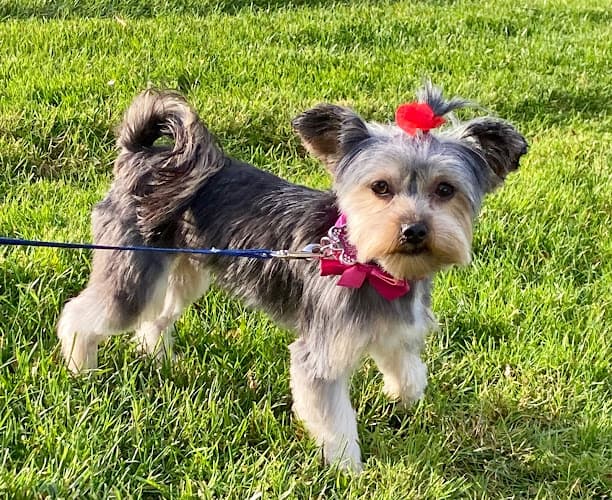 Dog Grooming Lovely Pet Grooming Antioch