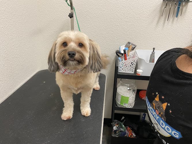 Dog Grooming Lucky Dog Grooming & Day Care Roseville