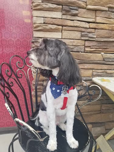 Dog Grooming Lucky Dog Pet Grooming Compton