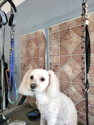 Dog Grooming Lucky Dog Pet Grooming Hesperia