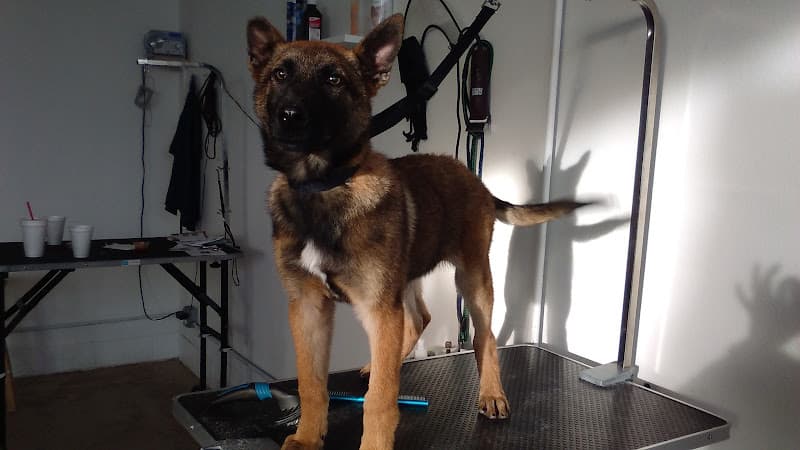 Dog Grooming Lucky Pets Grooming Salon Pomona