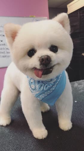 Dog Grooming Lush Spaw San Jose
