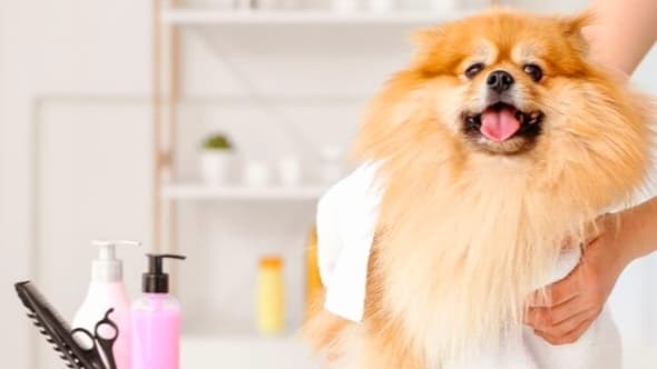 Dog Grooming Luxury Pet Pampering Groomer Sacramento