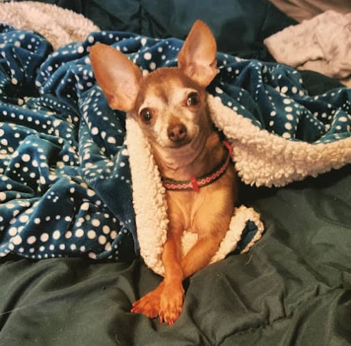 Dog Grooming Lynda's Groom Room Norwalk