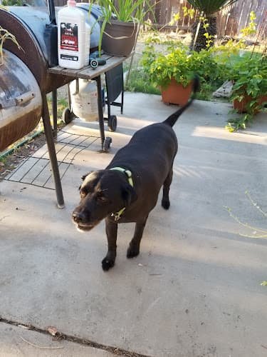 Dog Grooming Lynns grooming Bakersfield