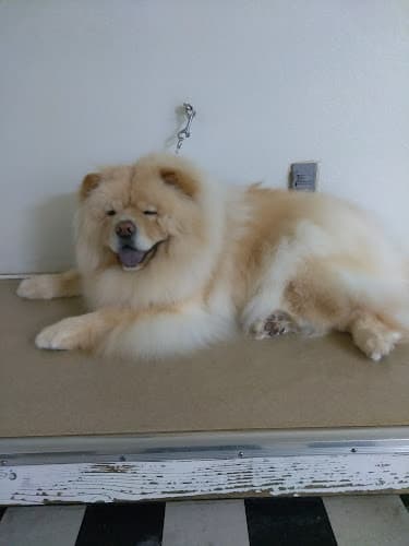 Dog Grooming Lynn's Pet Grooming Sacramento