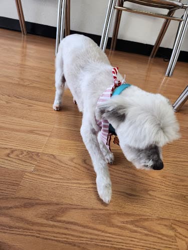 Dog Grooming Ma & Paws Pet Grooming Rialto