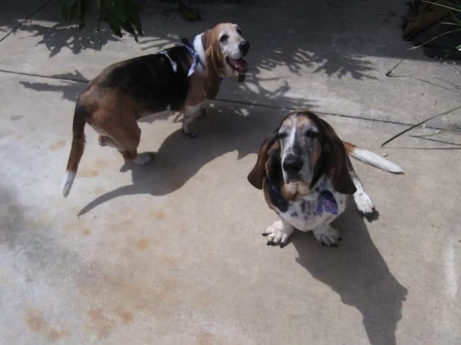 Dog Grooming Maggies Grooming Simi Valley