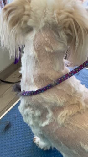 Dog Grooming Magnolia Grooming Simi Valley