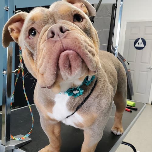 Dog Grooming Marilyn's Pet Grooming & Supply Norwalk