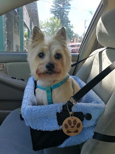 Dog Grooming Marlyna's Pet Grooming Portland