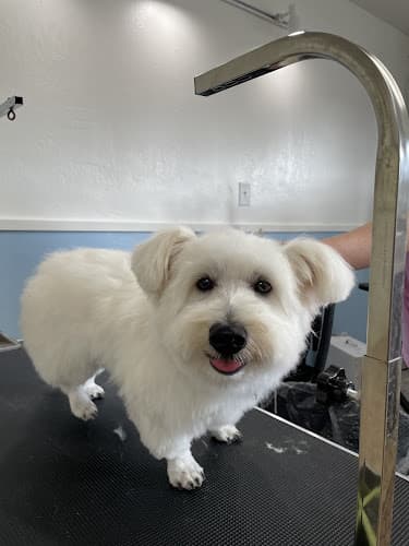 Dog Grooming Max's Groomer Ventura