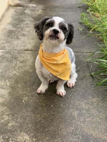 Dog Grooming Melissa Michelle Grooming Hayward