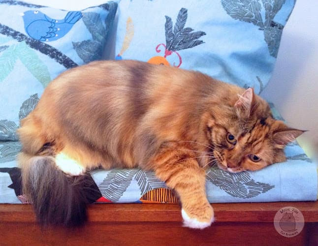 Dog Grooming Meow-Ville Cat Grooming Seattle