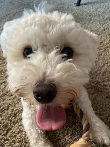 Dog Grooming Messy furr n paws grooming Pomona