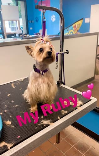 Dog Grooming Messy Furr N Paws Grooming Rialto