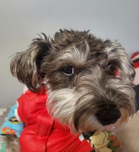 Dog Grooming Mi Mascota Pet Shop And Grooming South Gate