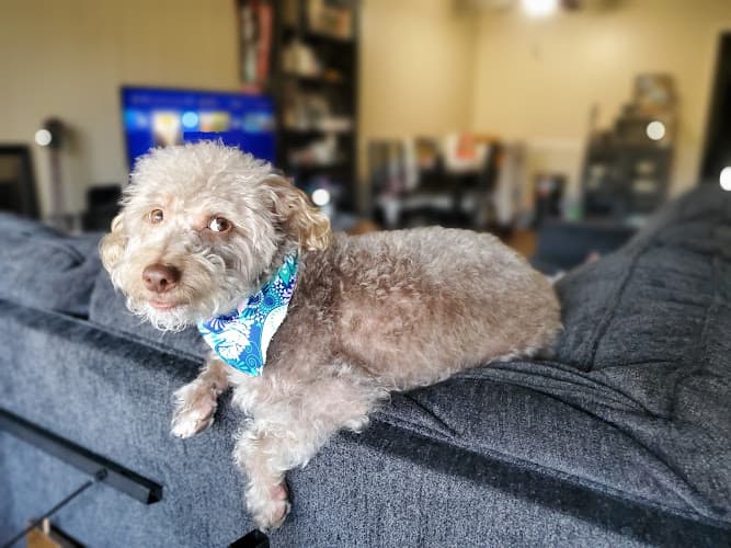 Dog Grooming Michelle's Dog Grooming Rialto