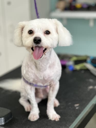 Dog Grooming Mimi's Pet Grooming San Mateo